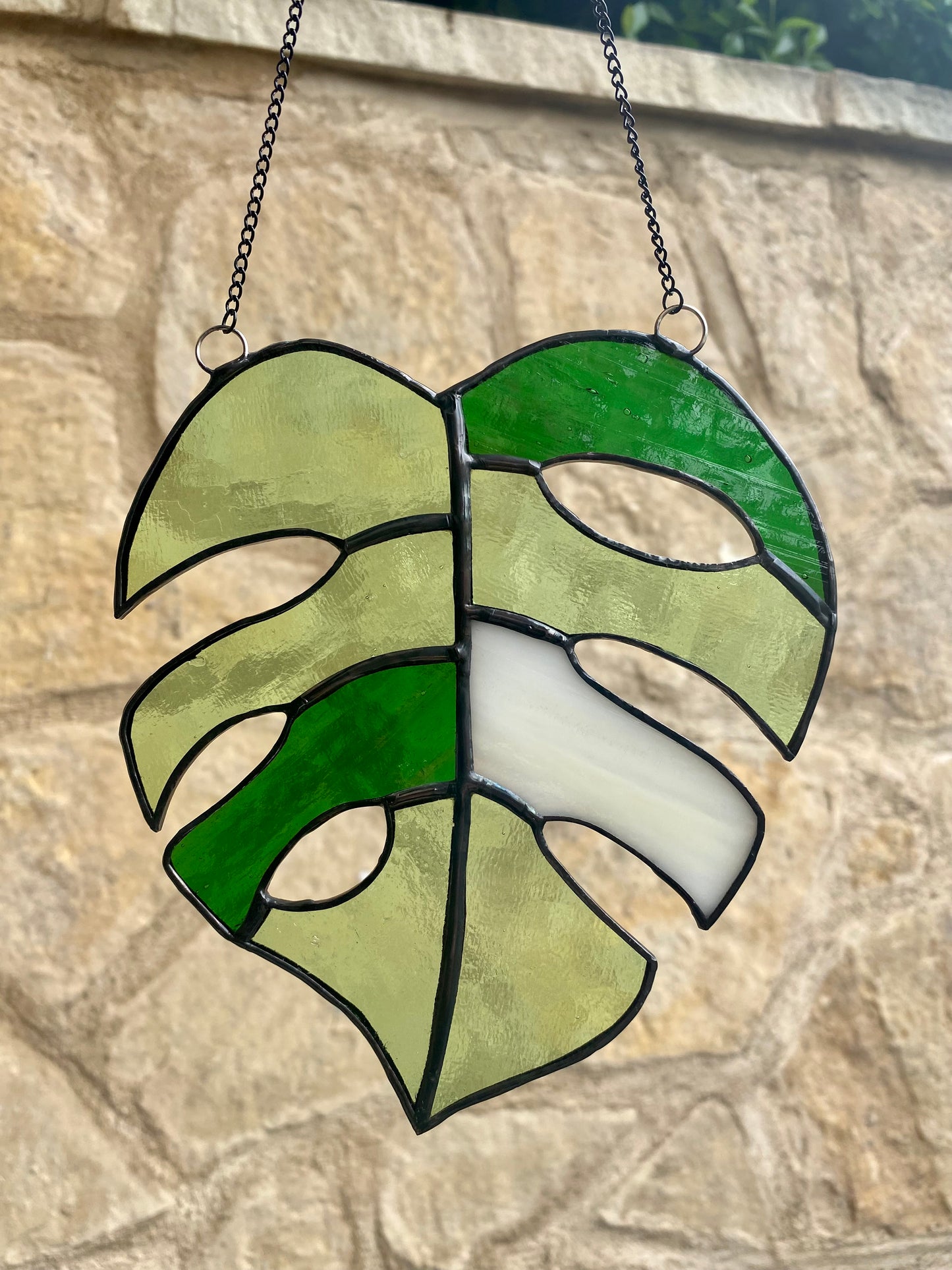 Monstera Albo Leaf