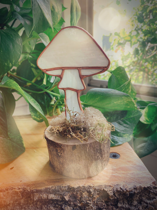 Pale Pink Fairy Mushroom